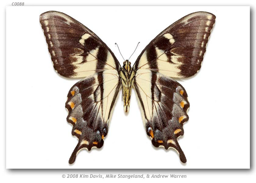 Papilio glaucus glaucus male (verso, fletcheri aberration, Clothier, WV, 8-24-1972) (Internet Image property of respective owner, non-commercial use only)